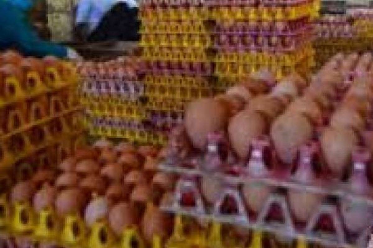 Harga Telur di Dumai Capai Rp45 Ribu Per Papan