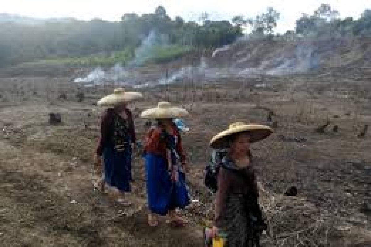 Petani Badui merasa senang panen huma cukup bagus