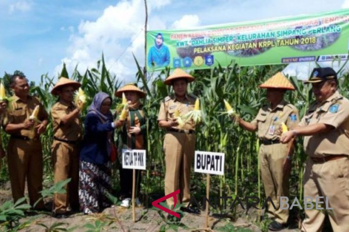 Petani Bangka Tengah diminta budidayakan tanaman obat