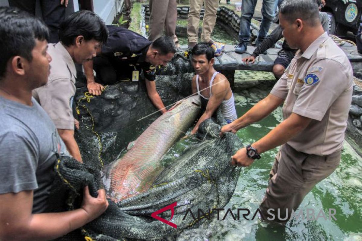 Pemkabb Lebak Larang Lestarikan Ikan Arapaima