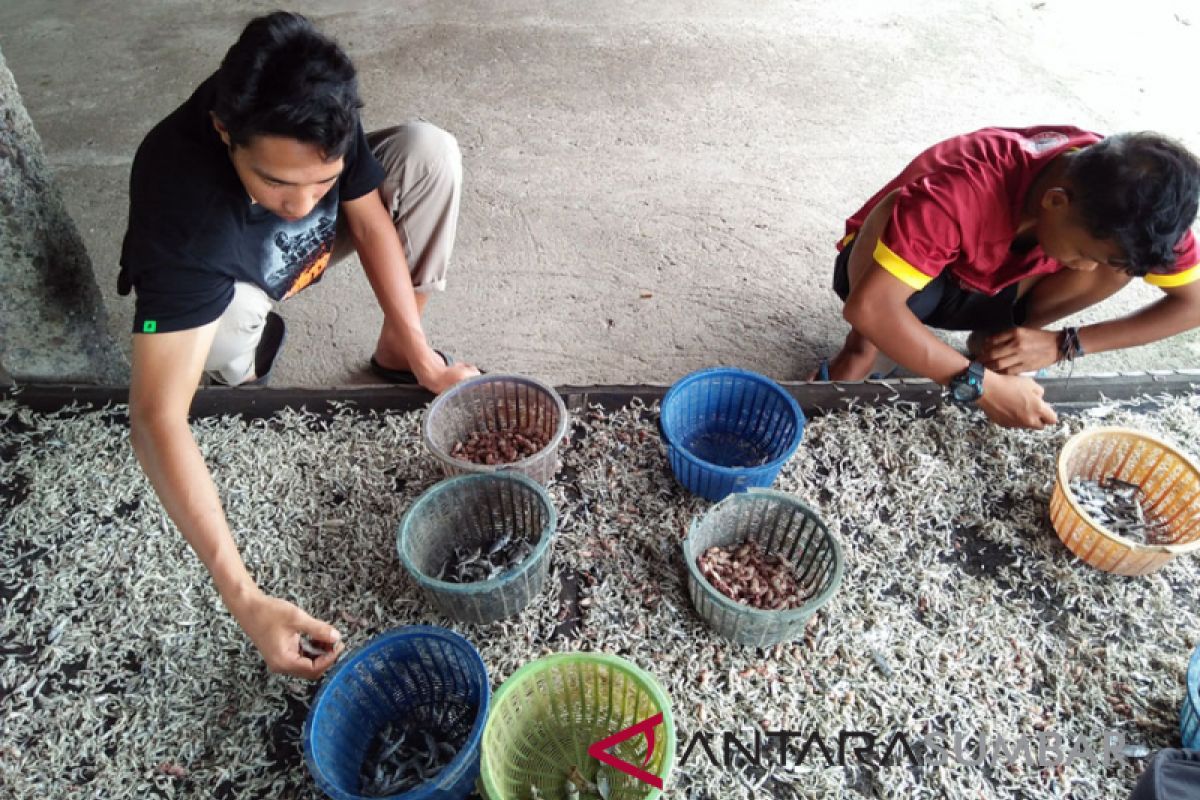 UKM ikan asin di Pariaman butuh bantuan