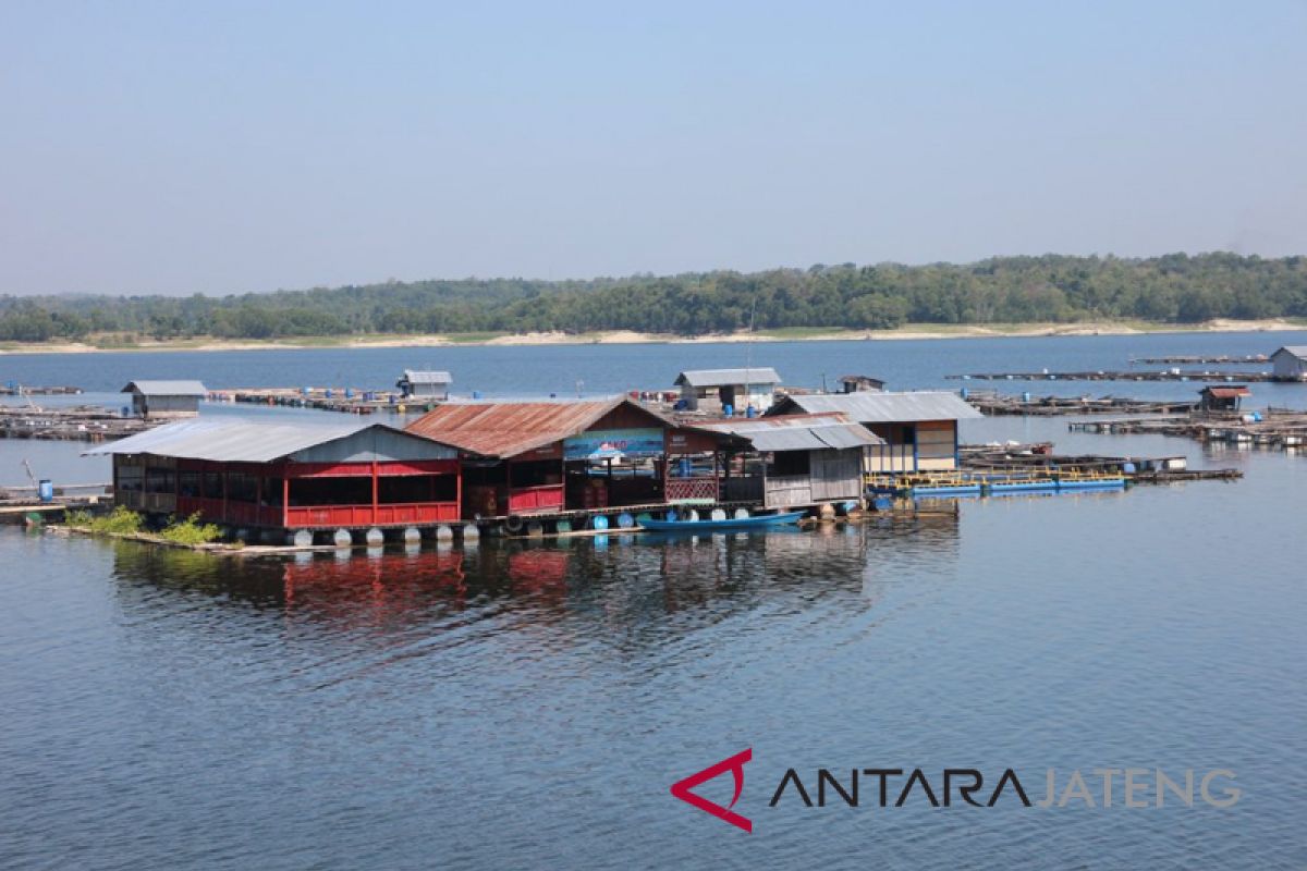 Peternak ikan Waduk Kedung Ombo rugi Rp2 miliar