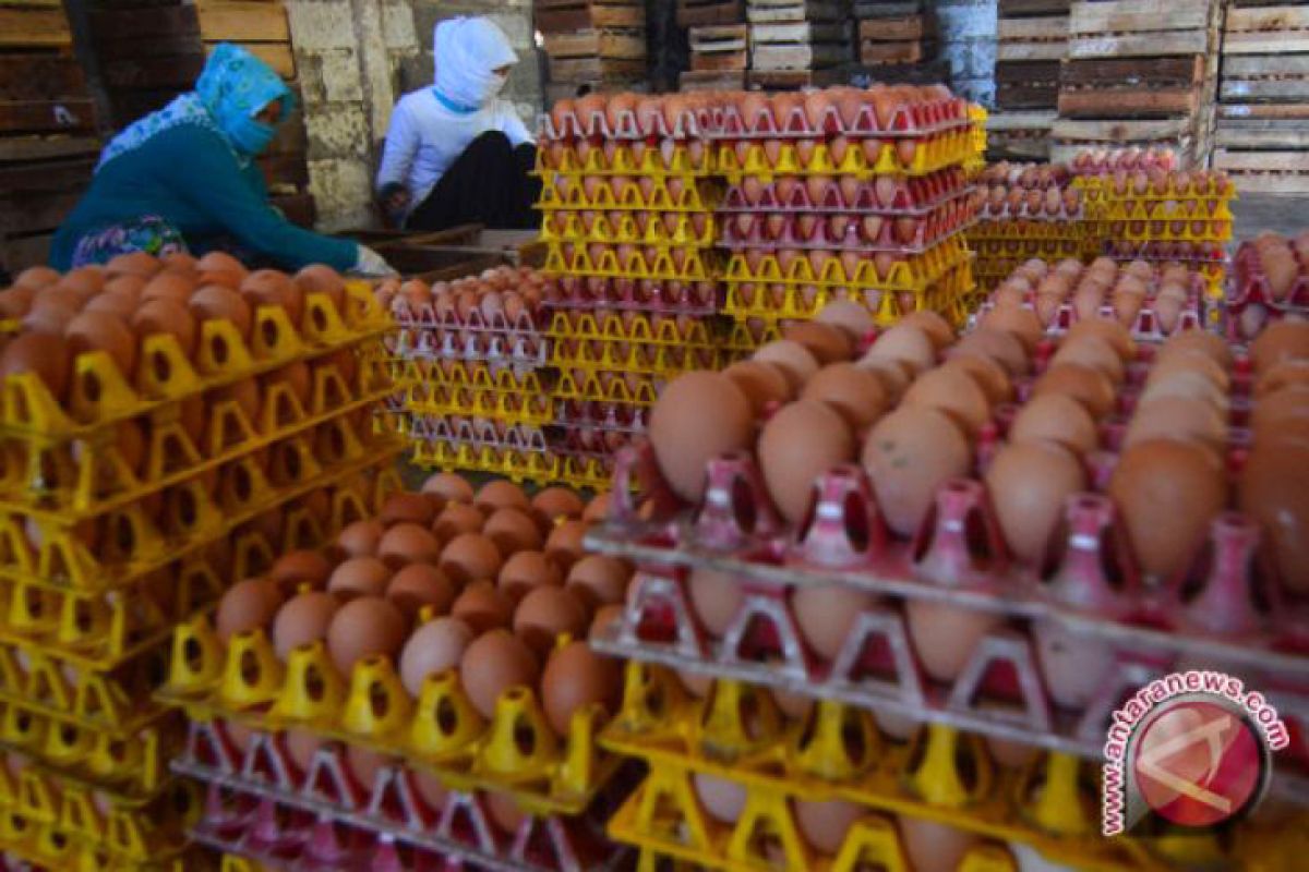 Melonjaknya harga pakan ayam pemicu naiknya harga telur