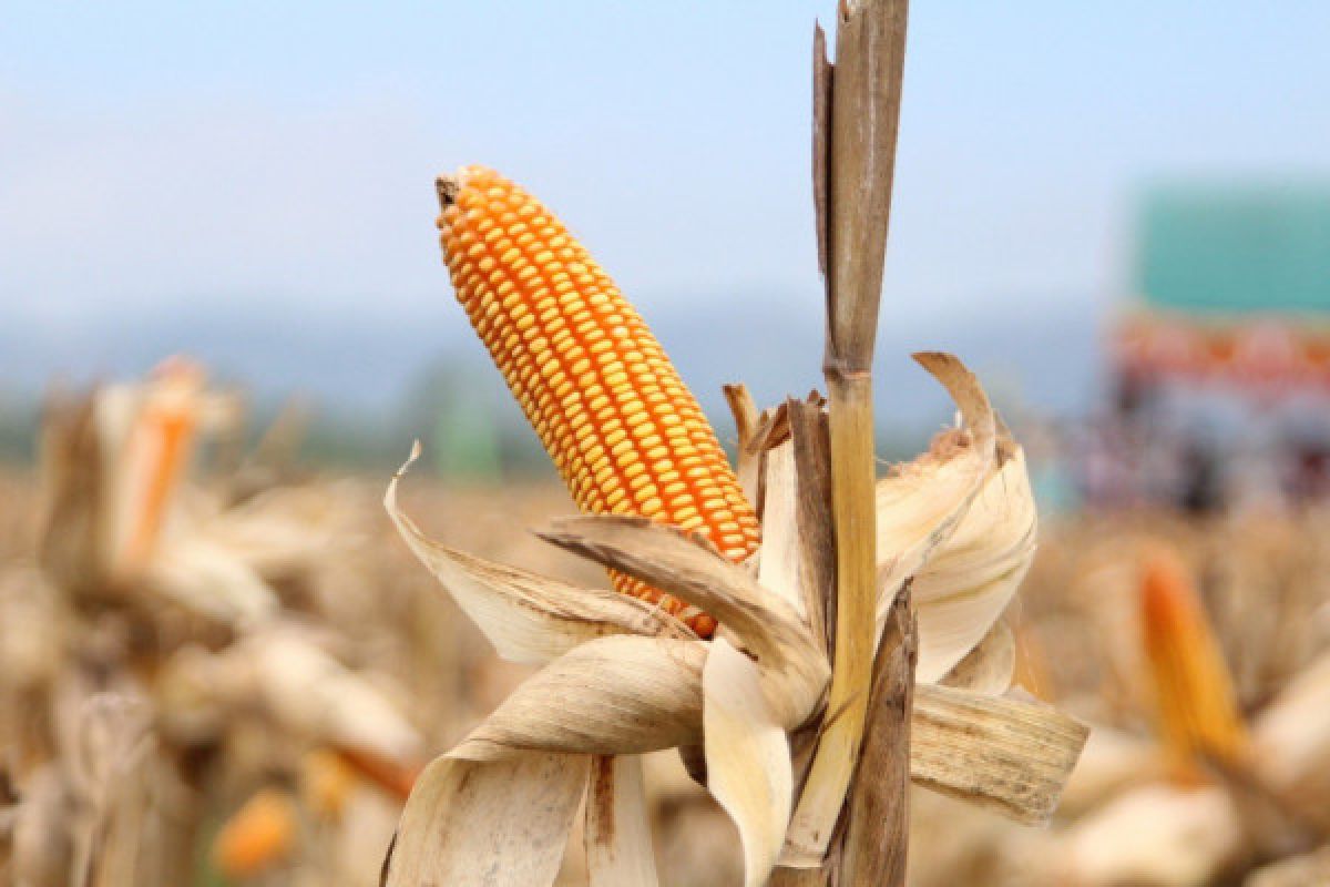 Fosfat alam dongkrak produksi jagung di lahan masam