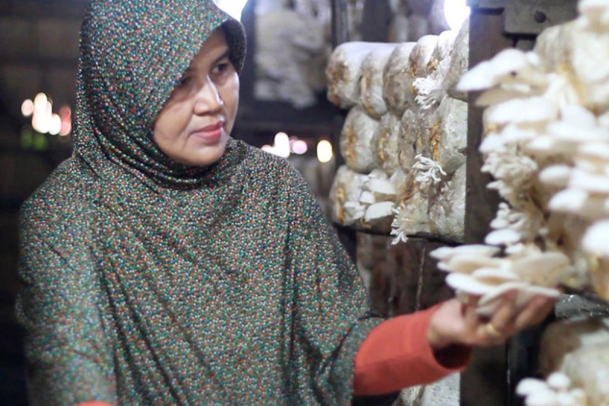 Video - Potensi pasar jamur di Banjarmasin tinggi