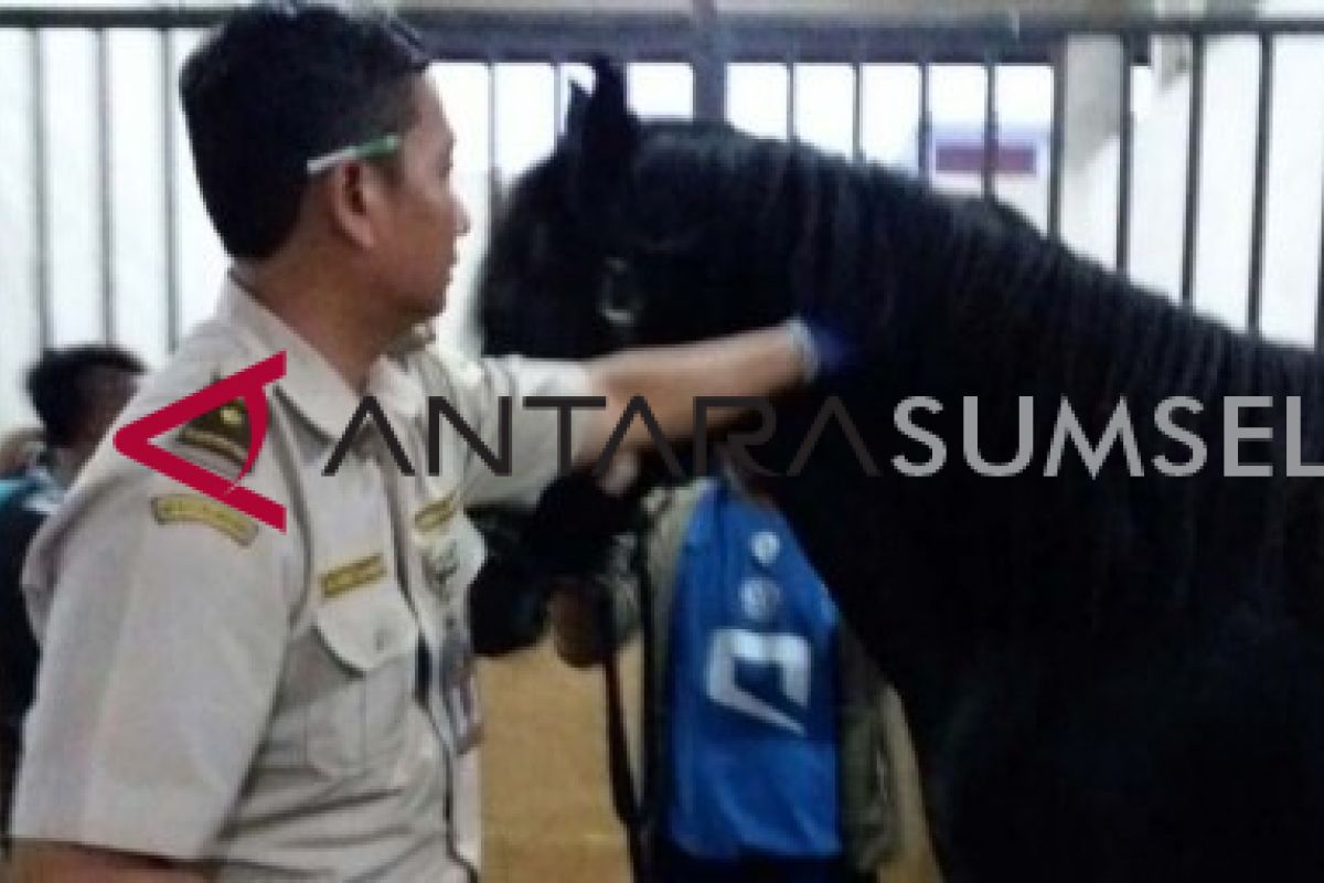 Kementan siapkan karantina kesehatan kuda Asian Games