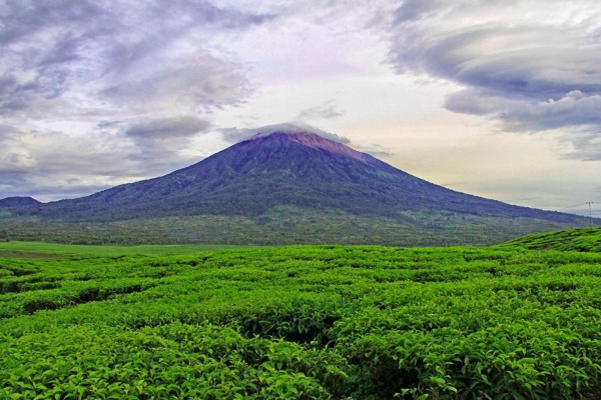 Kebun Kayu Aro menjadi objek kunjungan SMN-2018