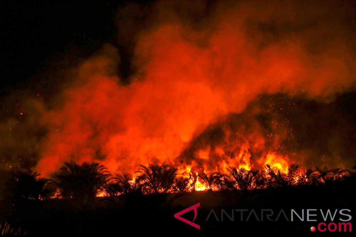 Ratusan hektare kebun sawit terbakar