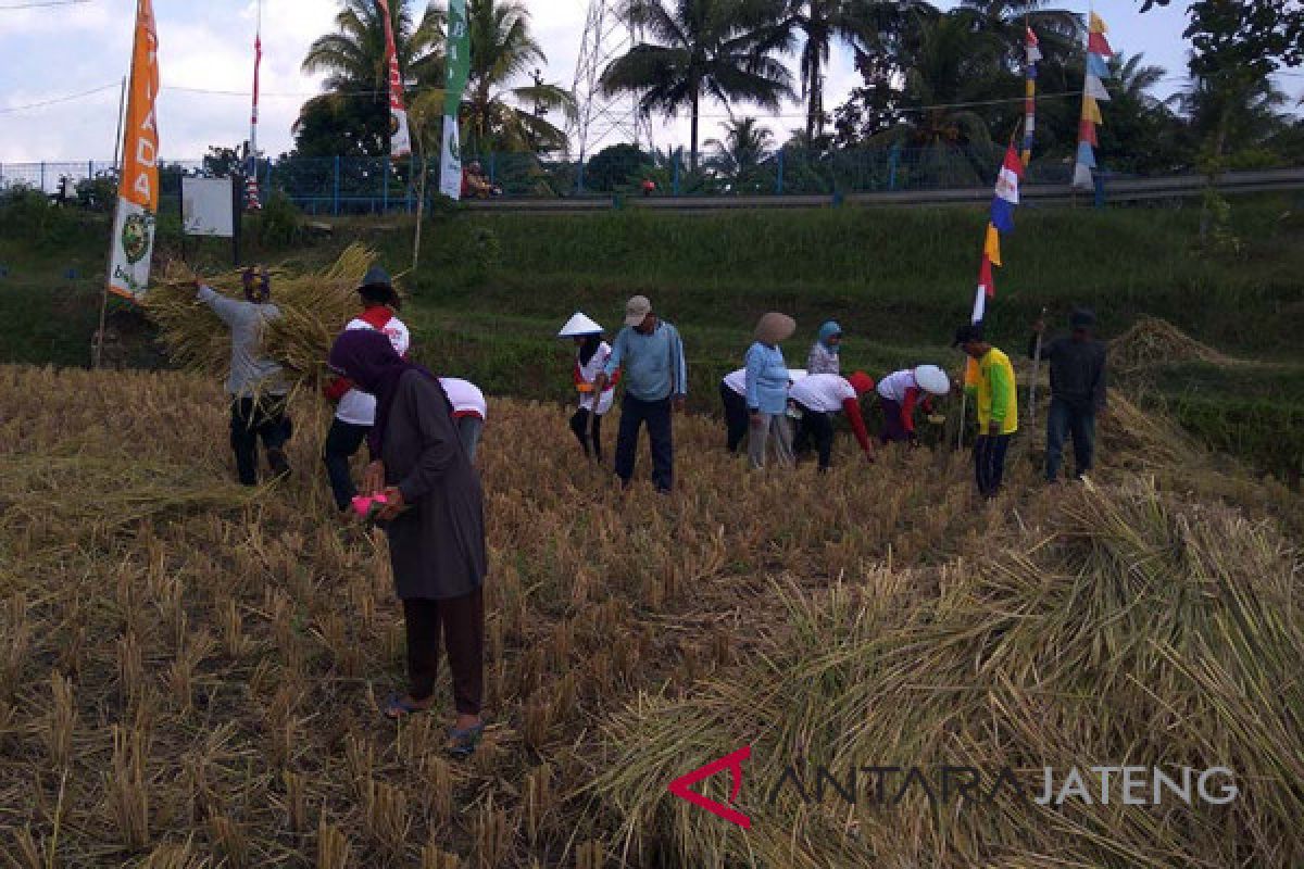 Tingkatkan ketahanan pangan, petani tanam padi, jagung, dan kedelai