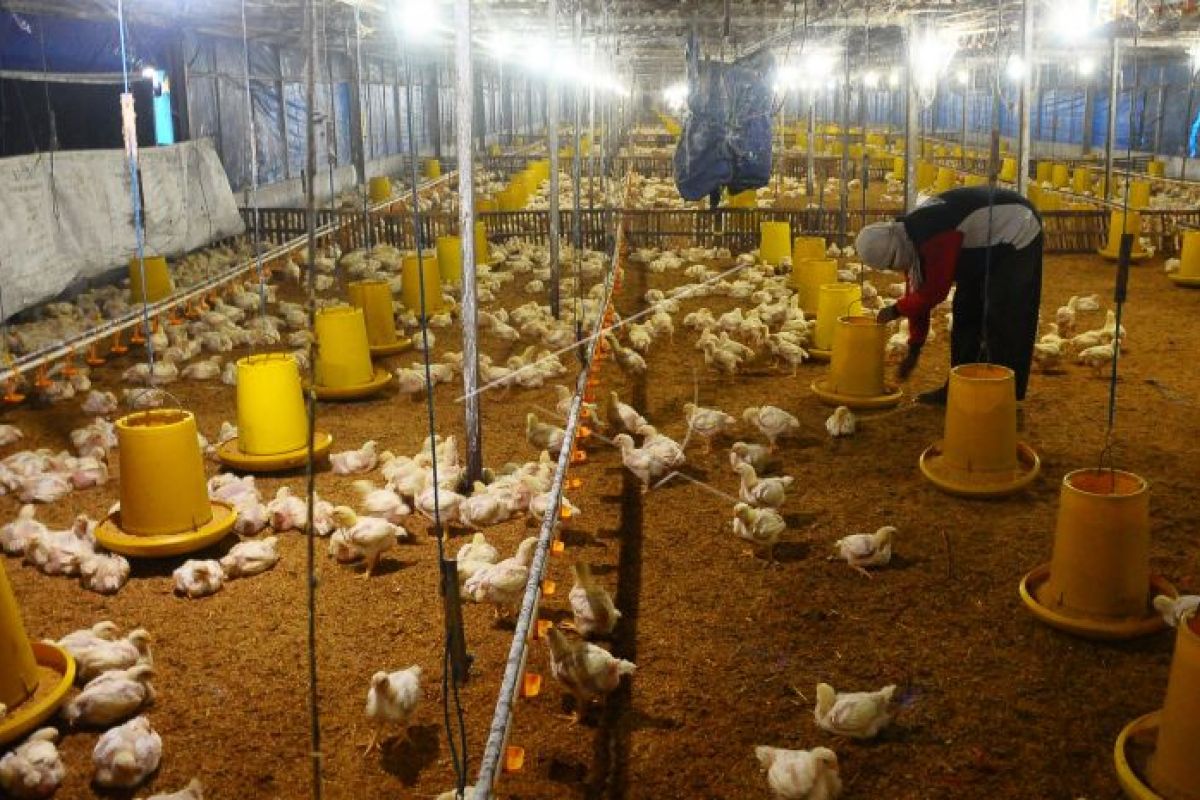 Indonesia perbarui peraturan impor ayam terkait gugatan Brasil
