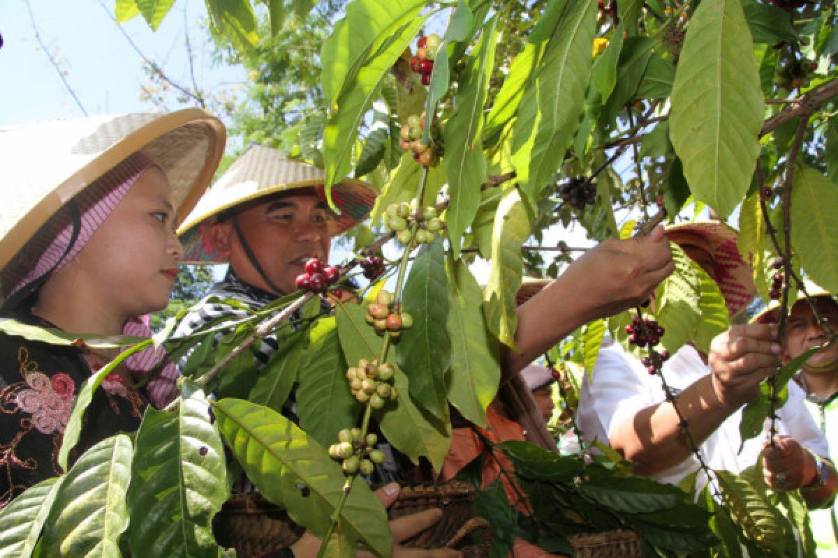 Jepara unggulkan Kopi Tempur