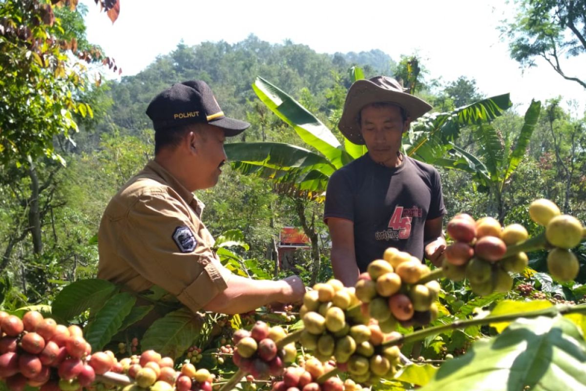 Petani kopi nikmati peningkatan hasil panen