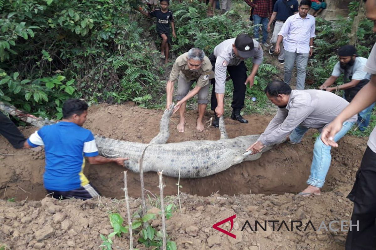 Buaya ditangkap di Aceh Timur akhirnya mati