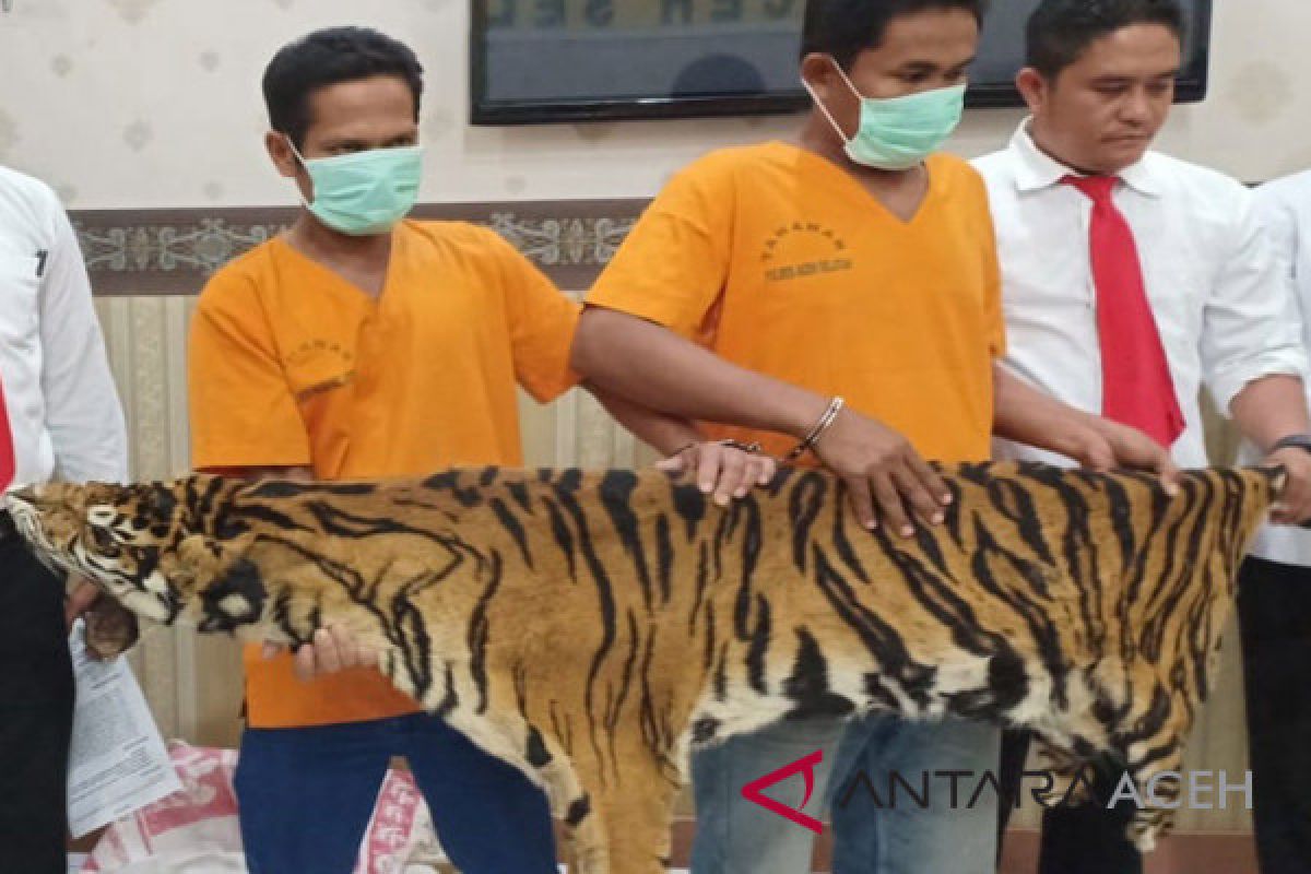 Tiga terduga penjual kulit harimau ditetapkan sebagai tersangka