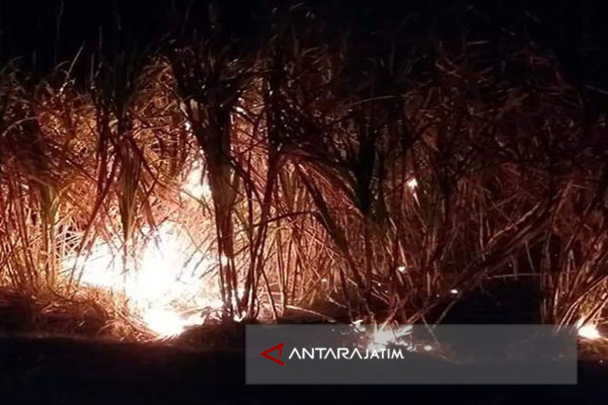 Lahan Tebu di Pamekasan Terbakar