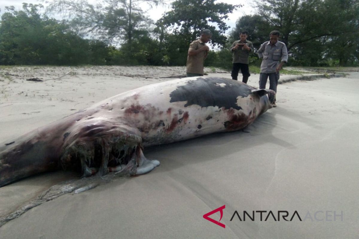 Lumba lumba mati terdampar di perairan Singkil