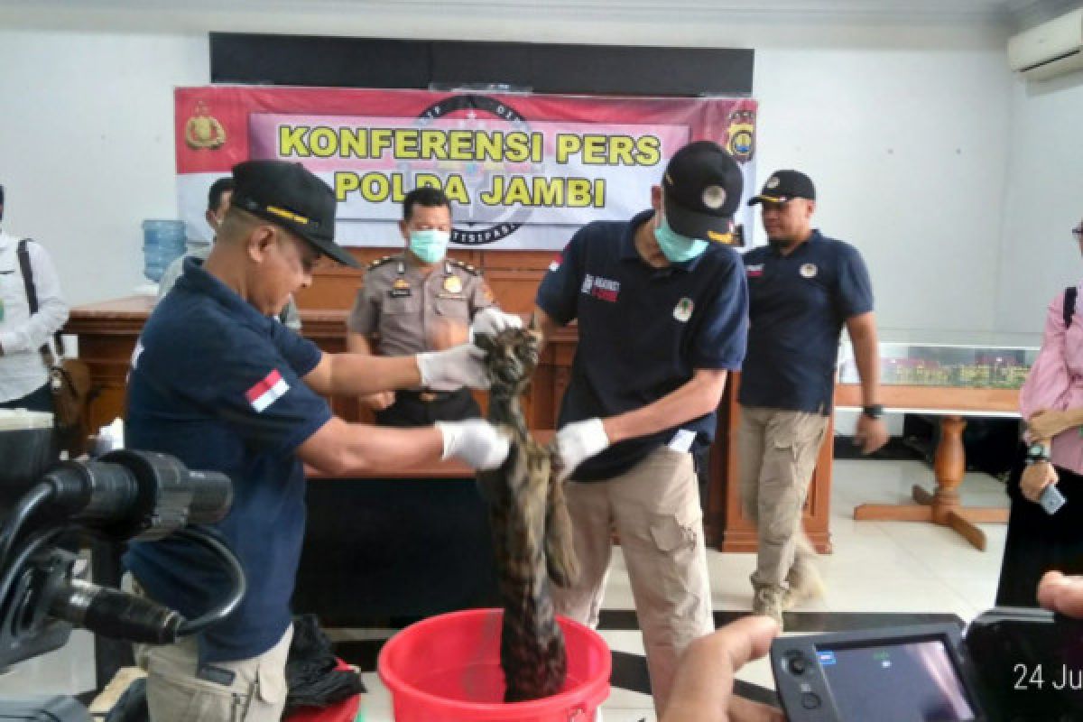 Polisi buru jaringan sindikat perdagangan kulit harimau