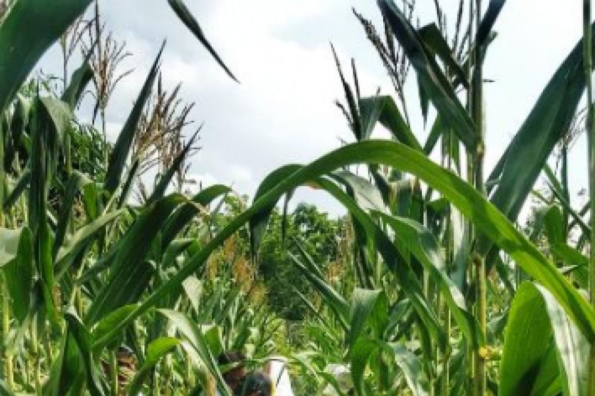 Petani di  OKU siap panen raya jagung