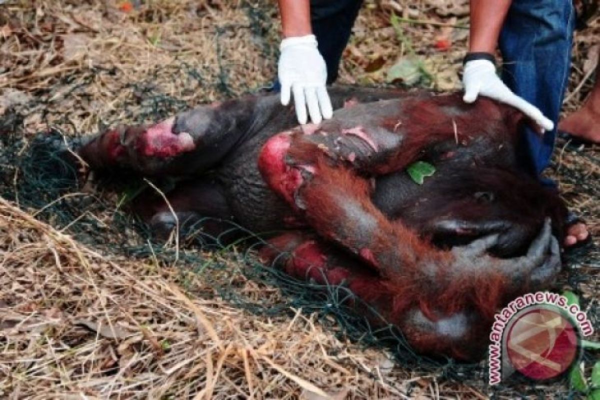 Warga temukan bangkai orangutan penuh luka