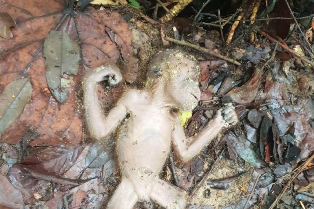 BBTNGL temukan orangutan mati di Bukit Lawang
