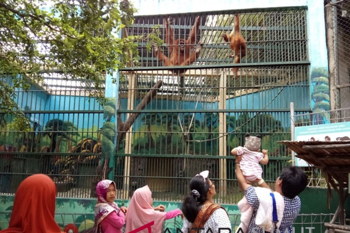 Orangutan Sumatera daya tarik kunjungan ke  THPS
