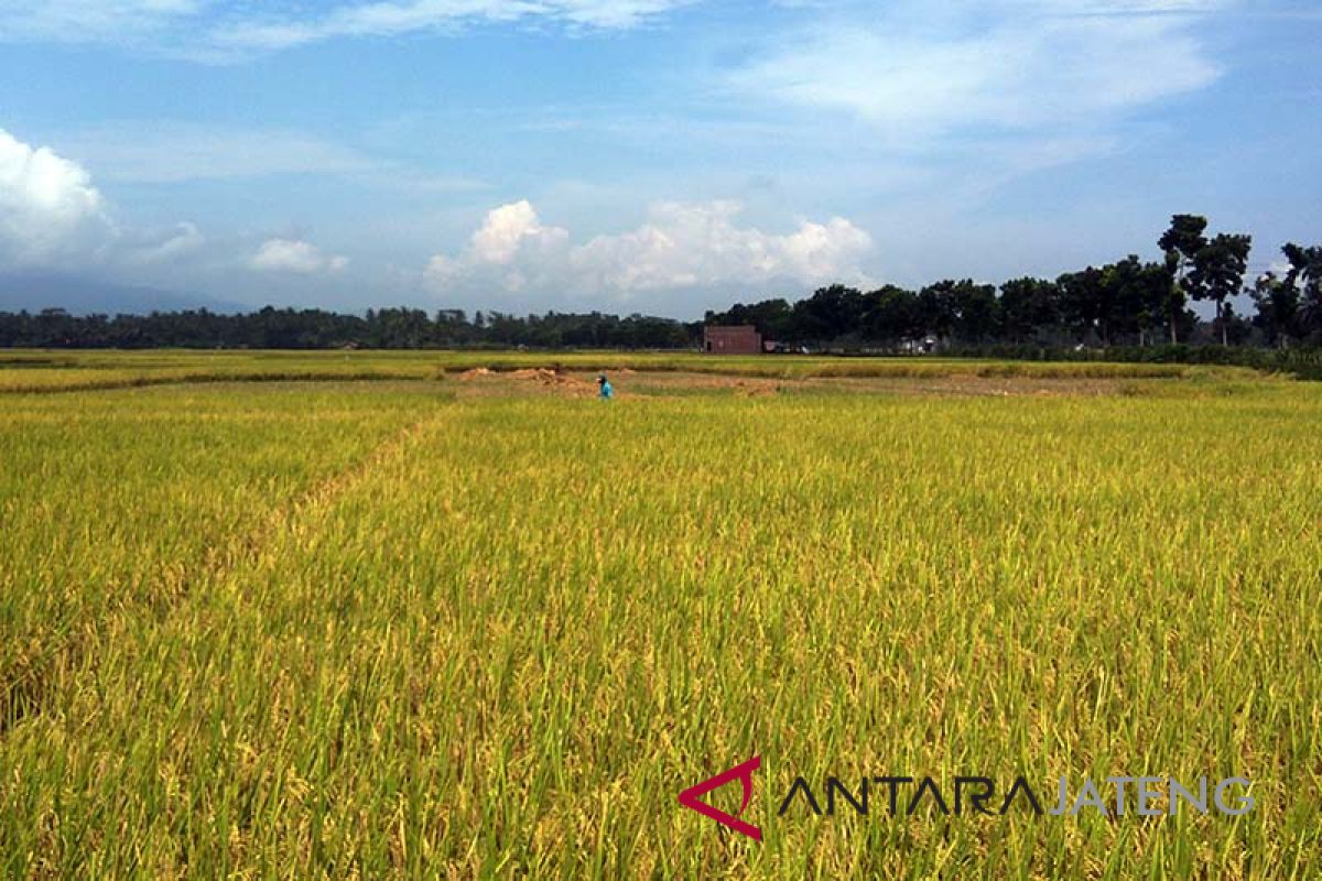 Potensi panen padi di Cilacap capai 20.000 hektare