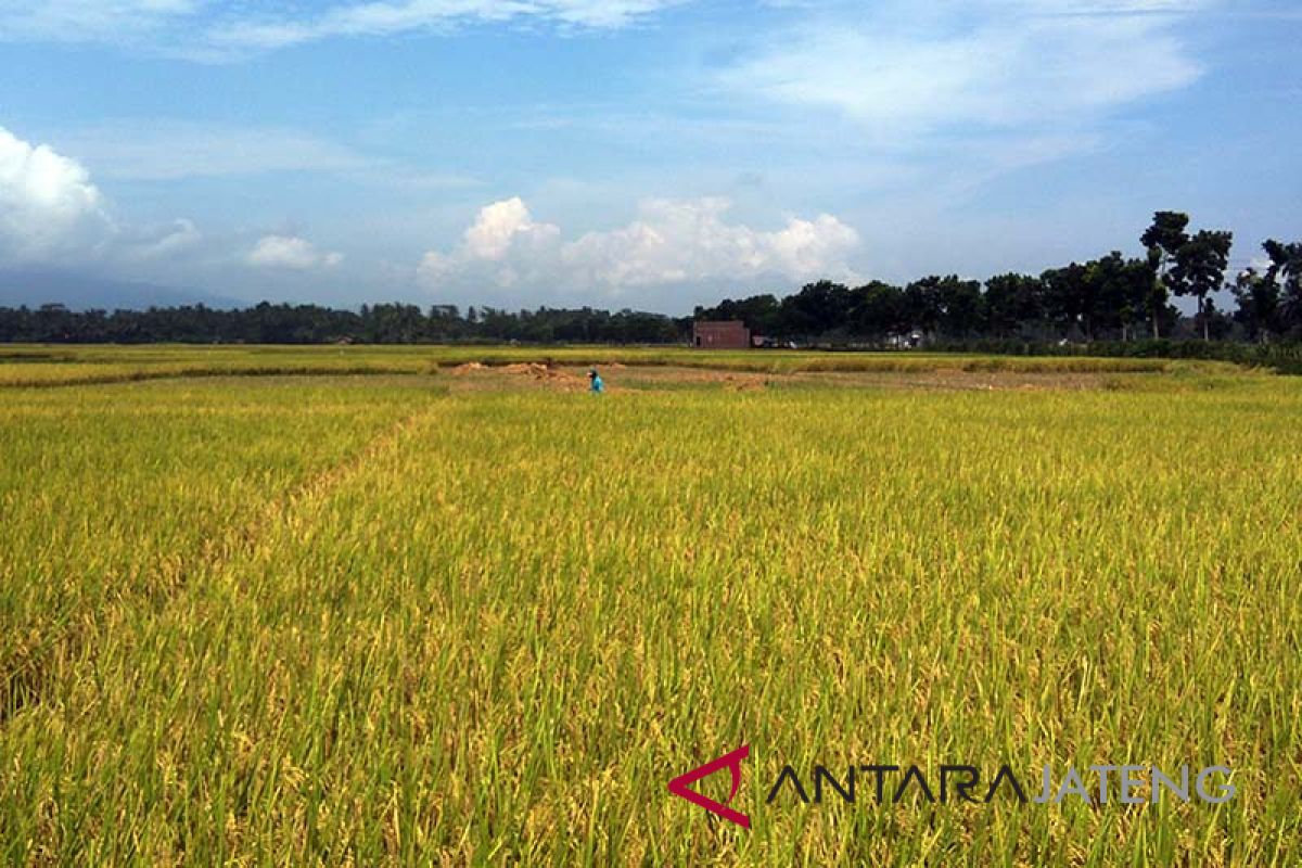 Bupati Nelson Minta Masyarakat Maksimalkan Lahan Padi Gogo