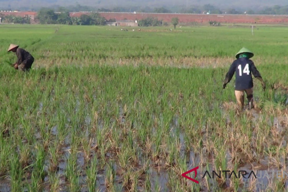 Diserang sundep, puluhan hektare tanaman padi di Batang terancam puso