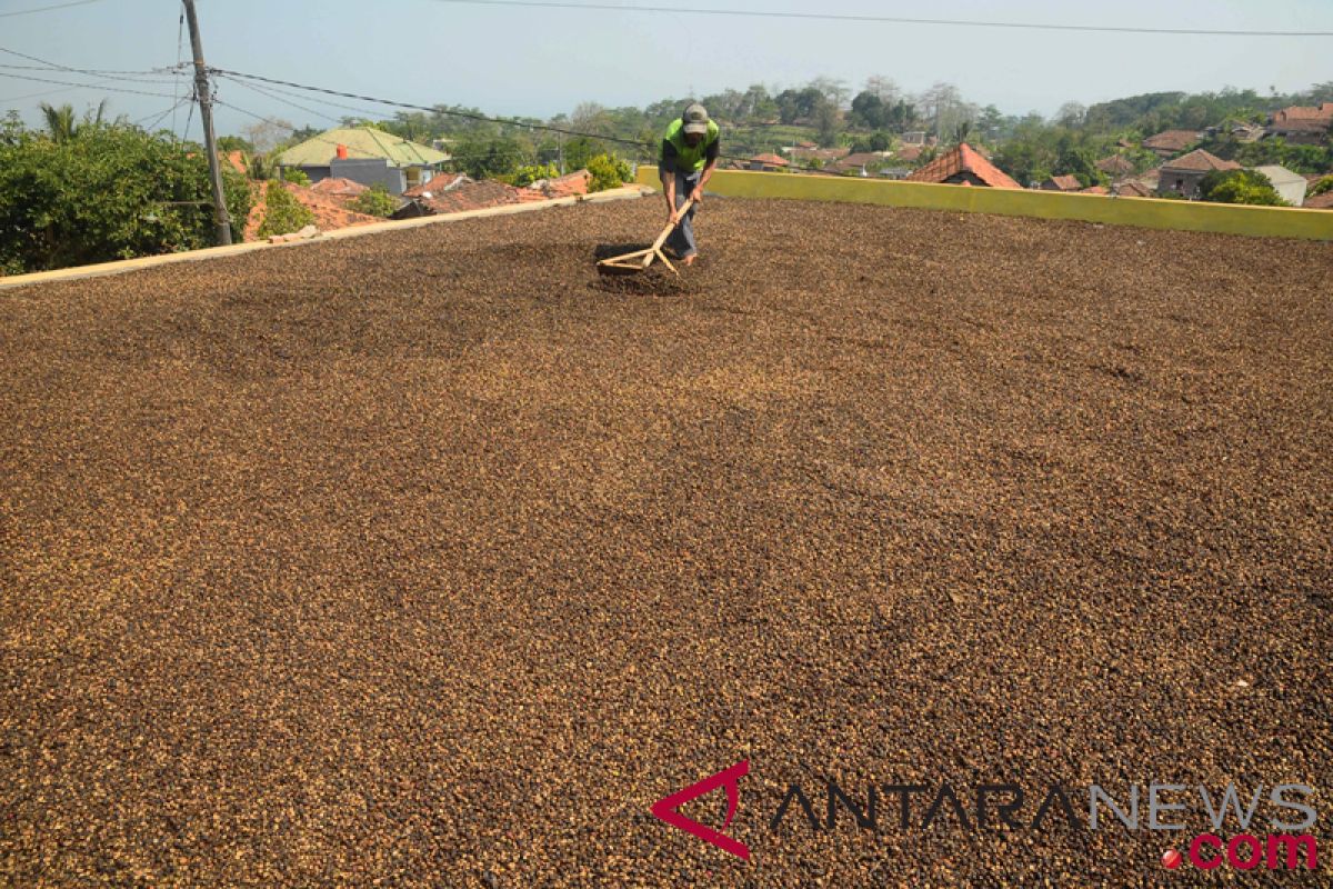 Magelang lestarikan lereng gunung dengan komoditas kopi