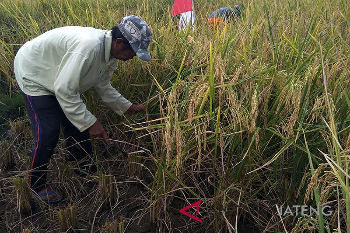 Harga gabah di Jateng selatan naik