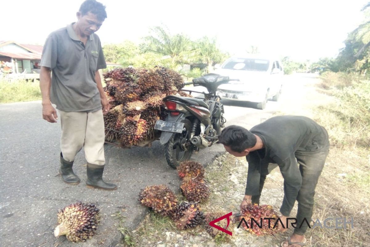 Harga kelapa sawit di PMKS Singkil turun drastis
