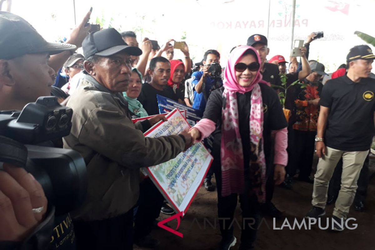 Pemprov Lampung bantu peremajaan tanaman kopi