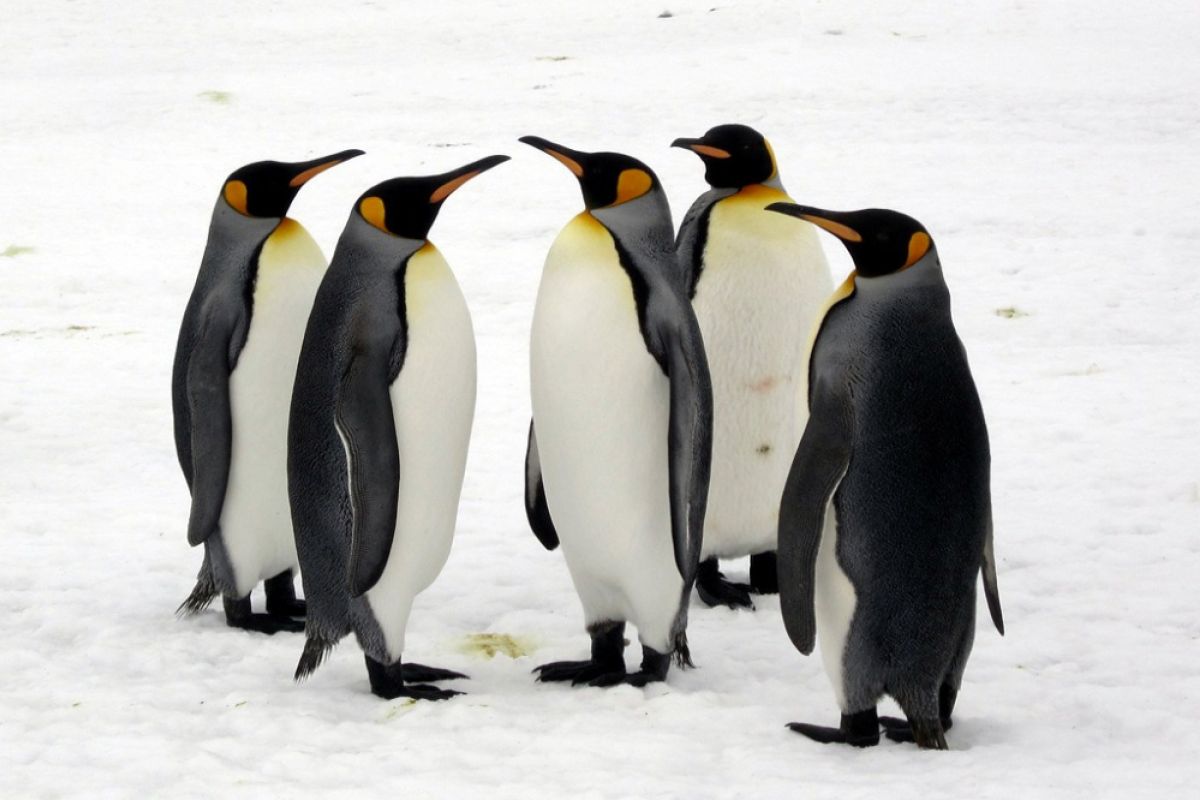 Koloni terbesar penguin raja susut 90 persen