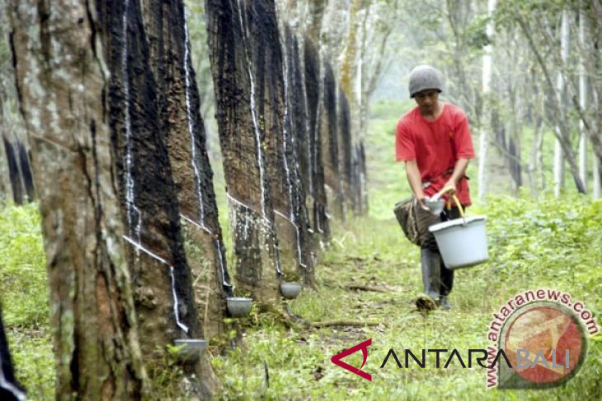 Penyakit gugur daun papar perkebunan karet Indonesia