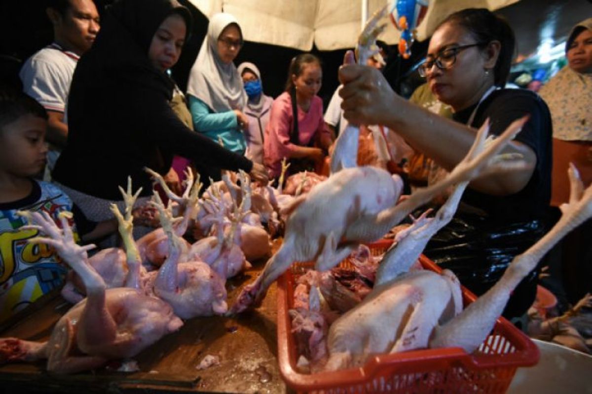 Harga ayam di Jambi mulai stabil