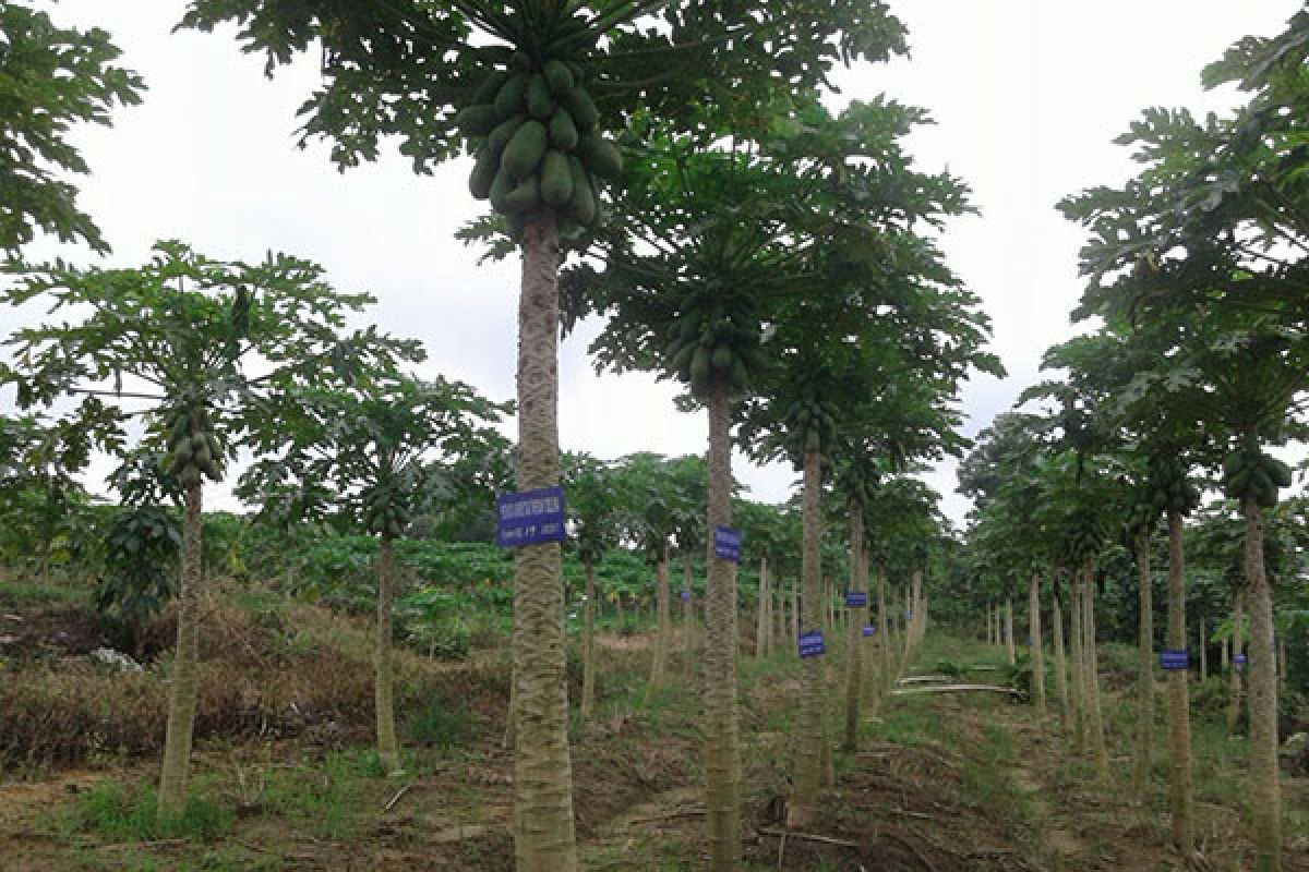 Penangkar benih pepaya Delima siap layani kebutuhan Riau