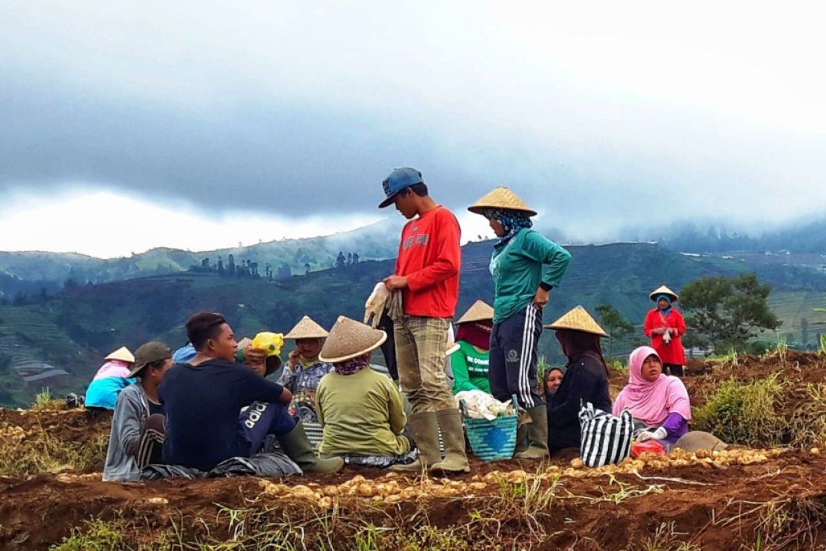 Balitbangtan bagikan 102 ton benih kentang ke tujuh kabupaten Jateng