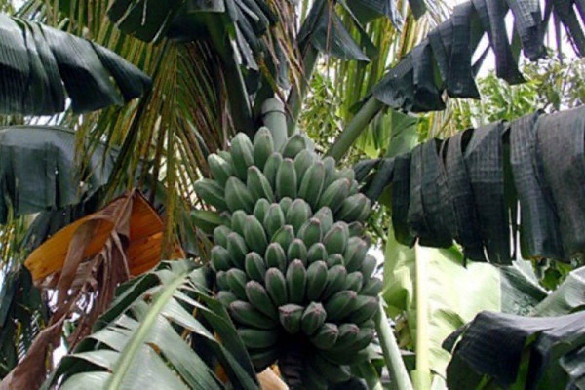 Petani Seruyan dianjurkan galakkan budi daya pisang kepok