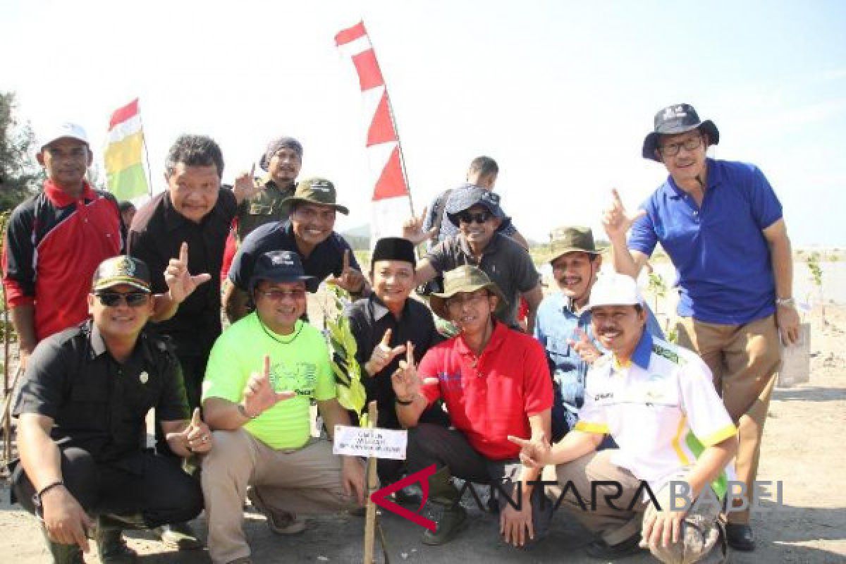 PLN Babel tanam 5.000 Pohon mangrove