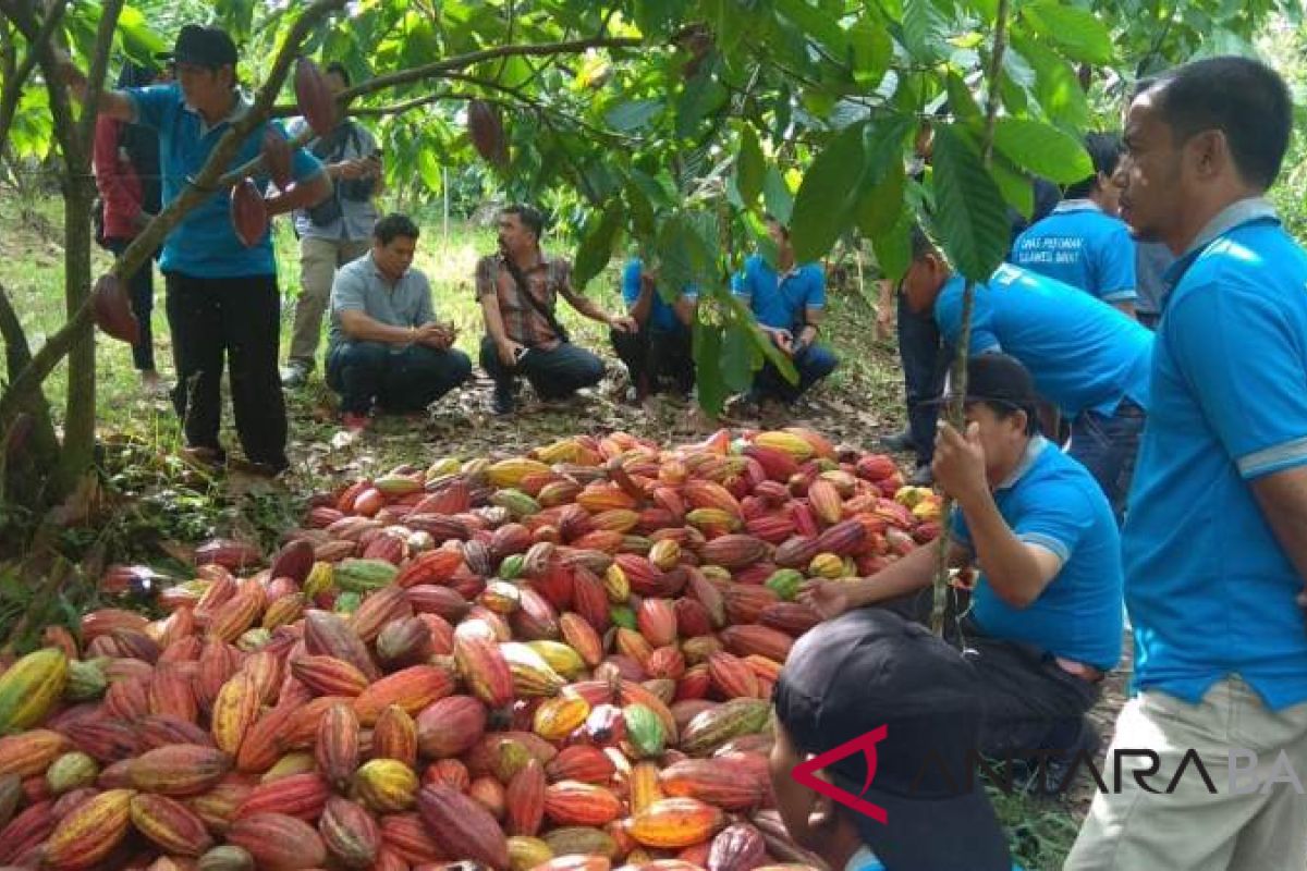 Mutu kakao Jembrana menarik petani Sulawesi