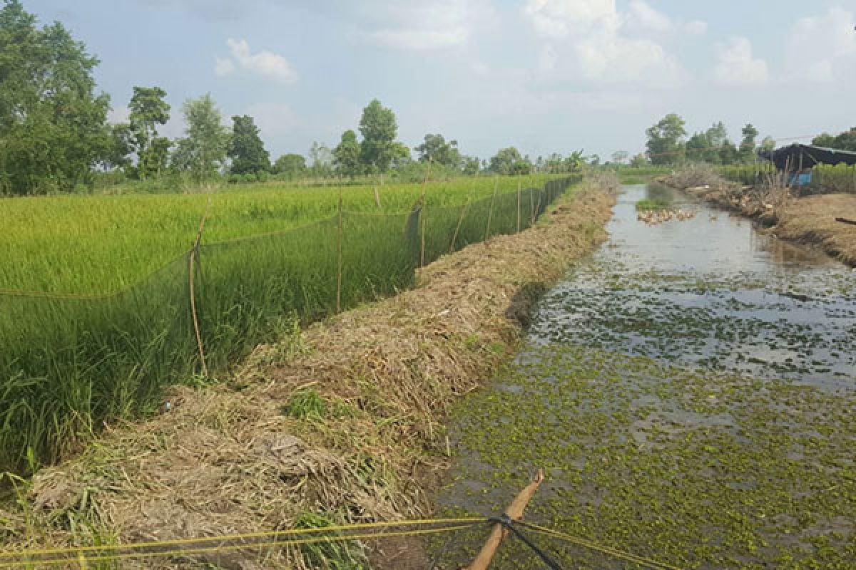 Menyusuri rawa lebak, menggapai potensi dua kali tanam