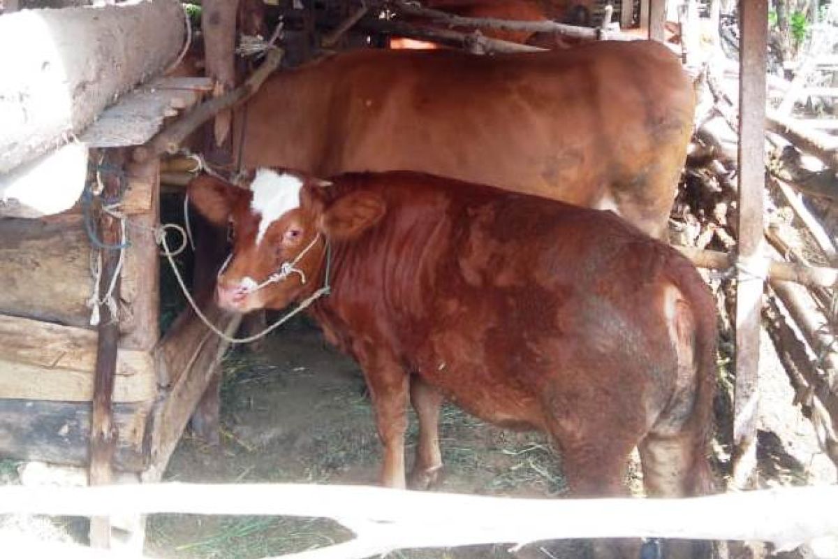 Jagung Bima 20 diminati peternak sapi eksotik di Lombok Timur