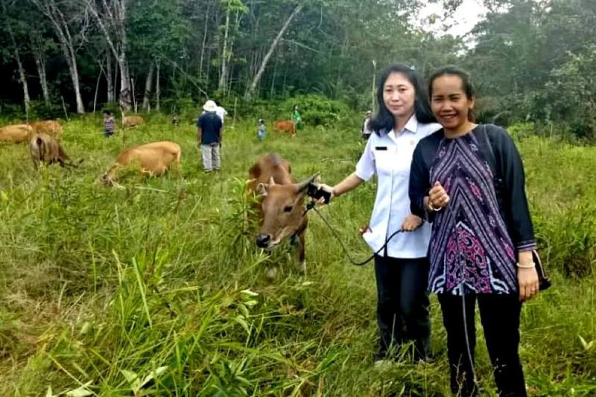 Anggota DPRD Gumas salurkan bantuan ternak sapi