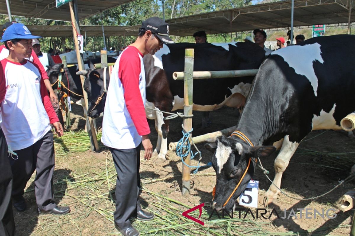 Naik Rp1-Rp1,5 juta, harga sapi kurban dinilai masih wajar