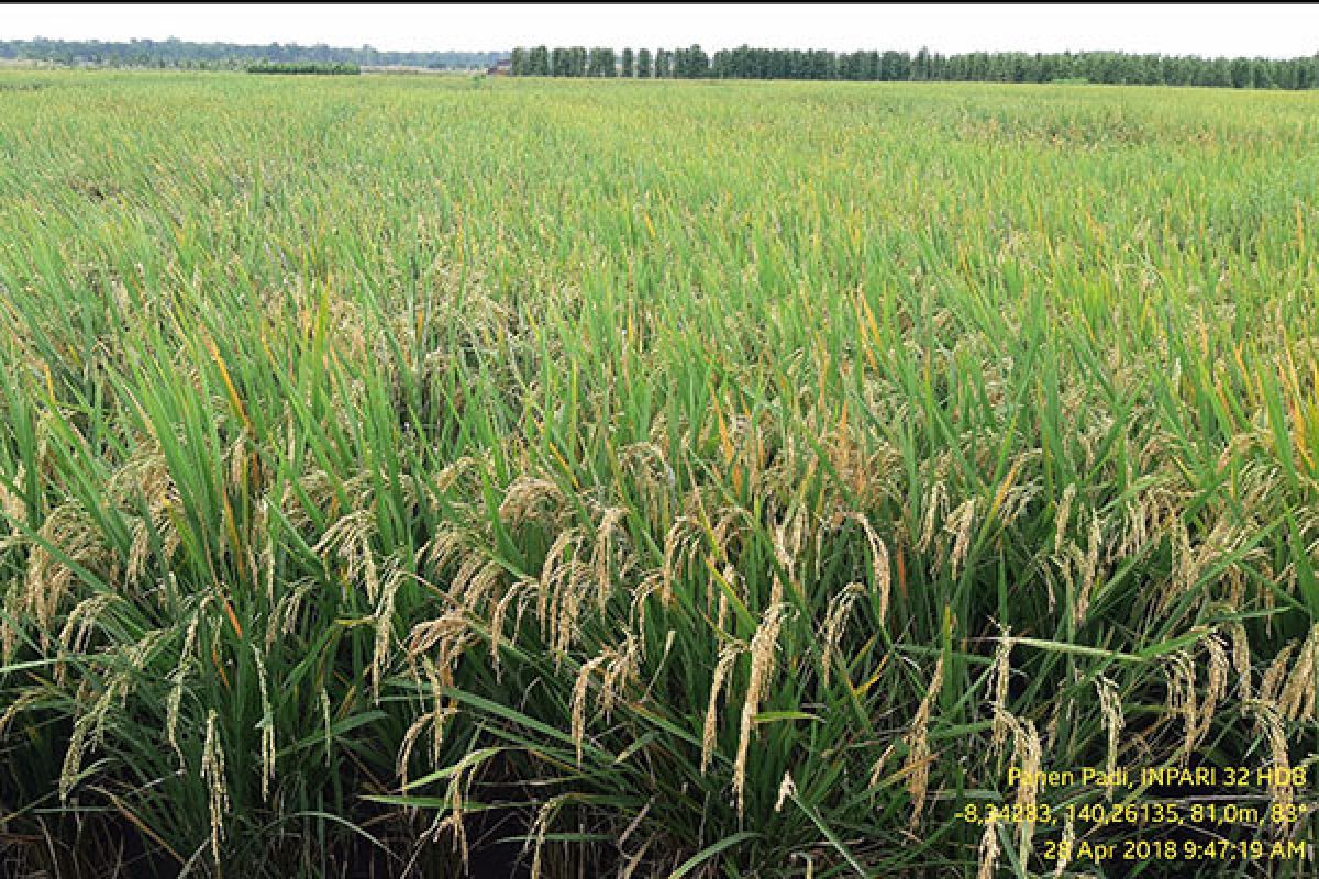 Pengamat sarankan pengawasan program cetak sawah