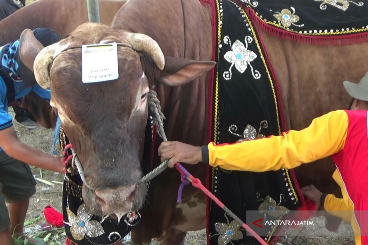 Peternak Bojonegoro Juarai Kontes Sapi di Situbondo (Video)