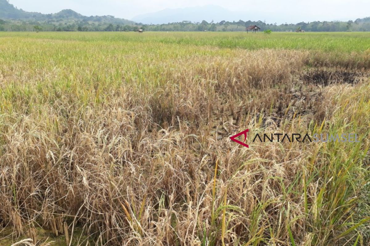 Petani Muratara terancam gagal panen padi