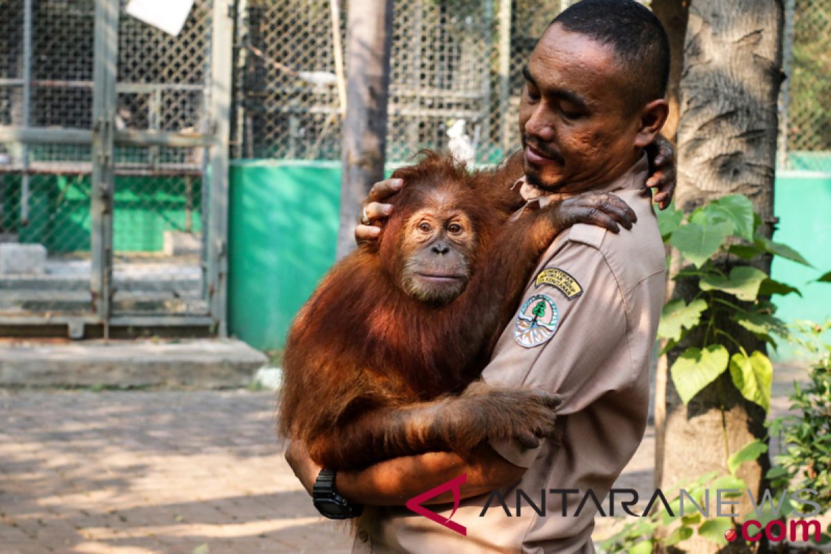 Enam orangutan dilepasliarkan