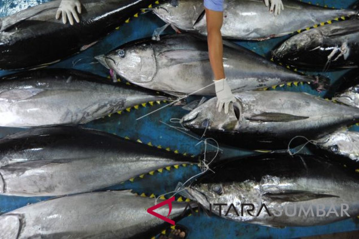 Volume Komoditi Tuna Loin Gorontalo Meningkat