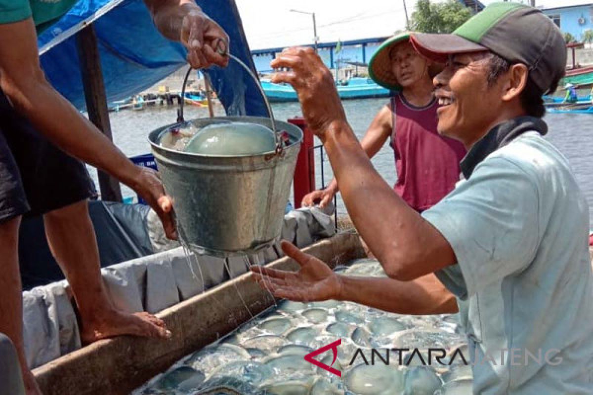 Pascagelombang tinggi, nelayan Cilacap panen ubur-ubur